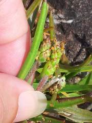 Plantago maritima juncoides
