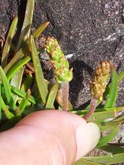 Plantago maritima juncoides