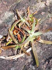 Plantago maritima juncoides