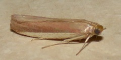 Peoria roseotinctella