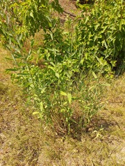 Chondrilla latifolia