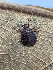 Discocephalinae
