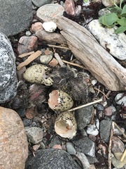 Haematopus ostralegus
