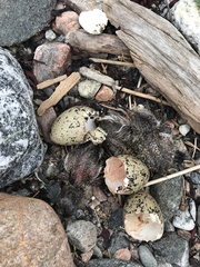 Haematopus ostralegus