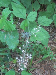 Tiarella trifoliata trifoliata