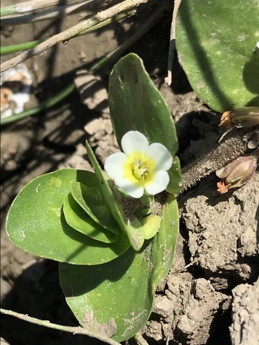 Disk waterhyssop (Bacopa rotundifolia)