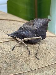 Typophyllum trapeziforme