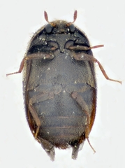 Trogoderma versicolor