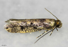 Niditinea fuscella