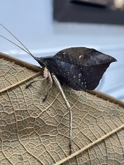 Typophyllum trapeziforme