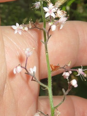 Tiarella trifoliata trifoliata