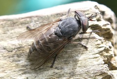 Tabanus glaucopis