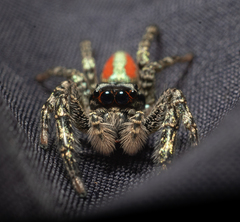 Psecas viridipurpureus