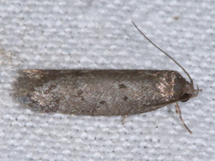 Ericrypsina chorodoxa