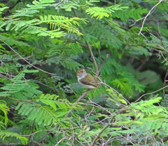 Atalotriccus pilaris