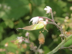 Tiarella trifoliata trifoliata