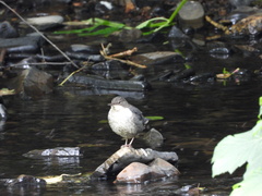 Cinclus cinclus gularis