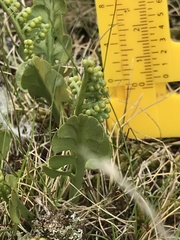 Botrychium lunaria image