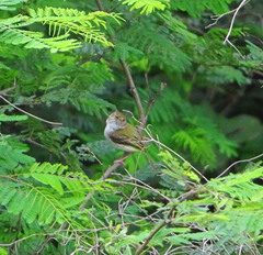 Atalotriccus pilaris