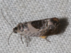 Eupselia carpocapsella