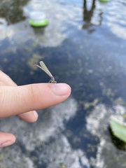 Enallagma vesperum