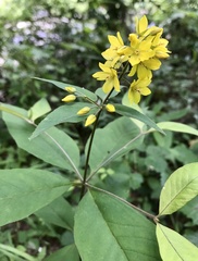 Lysimachia fraseri