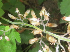 Tiarella trifoliata trifoliata
