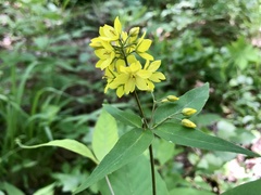 Lysimachia fraseri