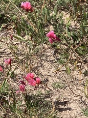 Tritonia squalida