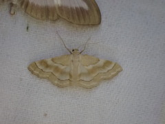 Idaea circuitaria
