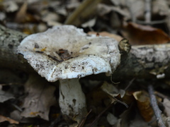 Russula anthracina