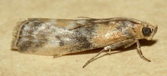 Meroptera cviatella