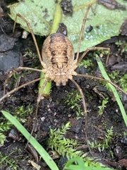 Rilaena triangularis