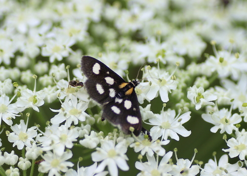 Anania funebris
