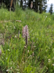 Phleum alpinum