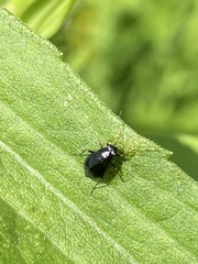 Slaterocoris