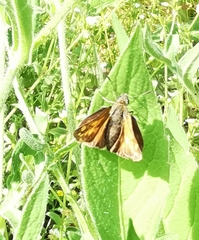 Ochlodes sylvanus