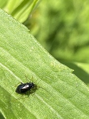 Slaterocoris