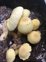 Leucocoprinus birnbaumii image