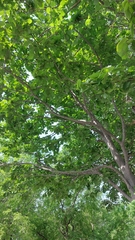 Alnus hirsuta