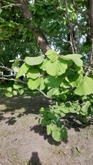 Alnus hirsuta
