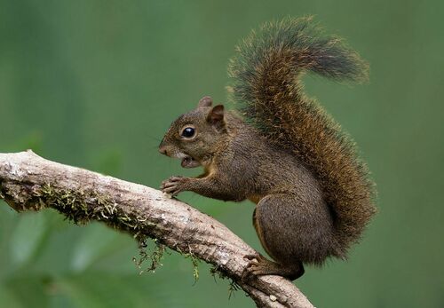 Brazilian Squirrel (Sciurus brasiliensis) — Data Deficient Mammalia