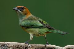 Stilpnia peruviana