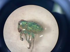 Coniatus splendidulus