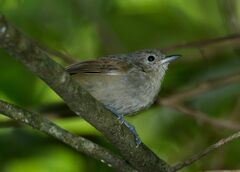 Myrmotherula unicolor
