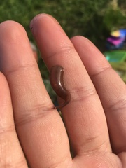 Erpobdella octoculata