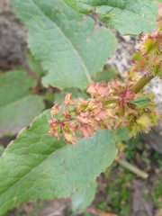 Rumex nepalensis