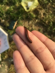 Erpobdella octoculata