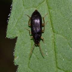 Mycetochara