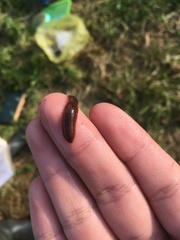 Erpobdella octoculata